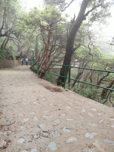 The long winding road from the main gate to the campus