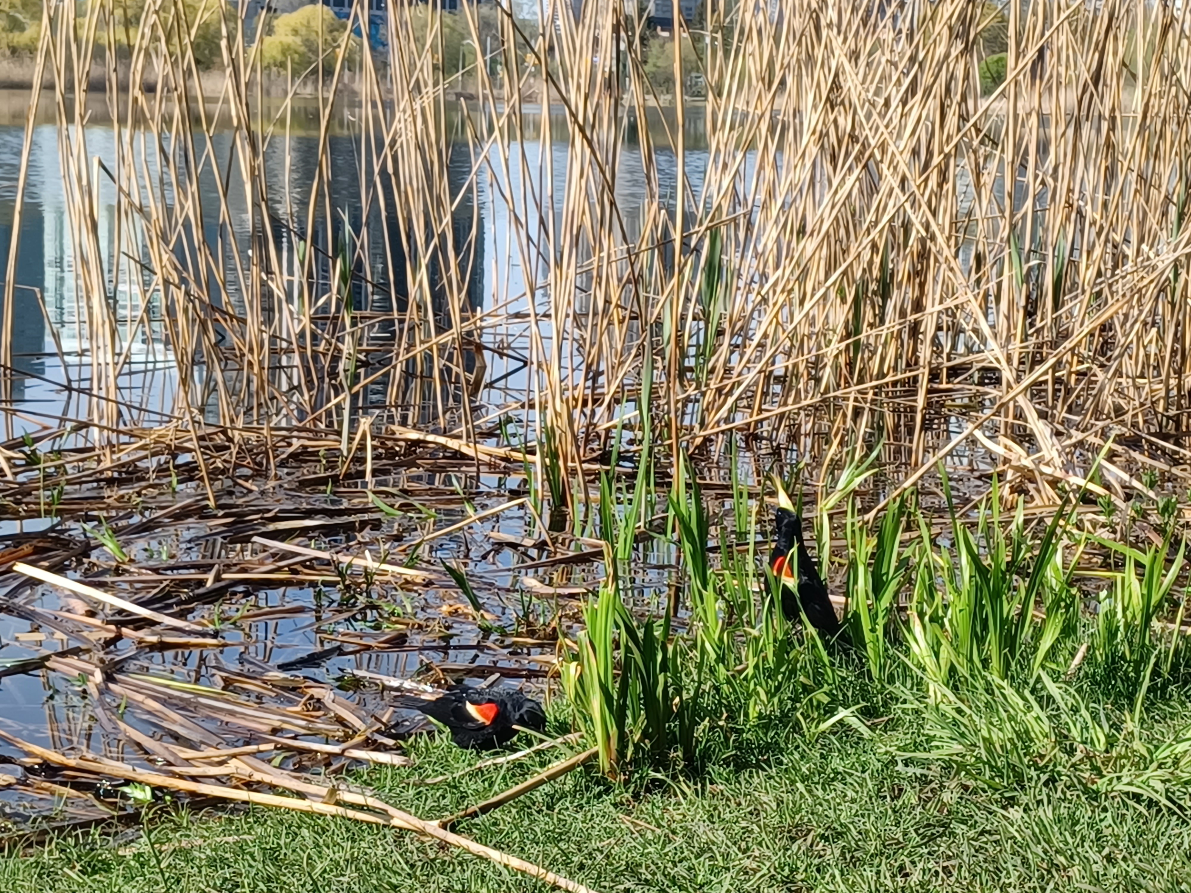 Two red-winged black birds in the marsh