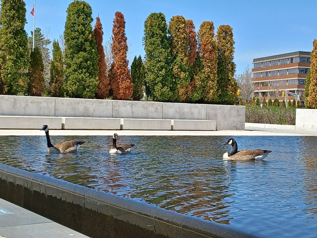 And there were Canada Geese gliding on the infinity pools!
